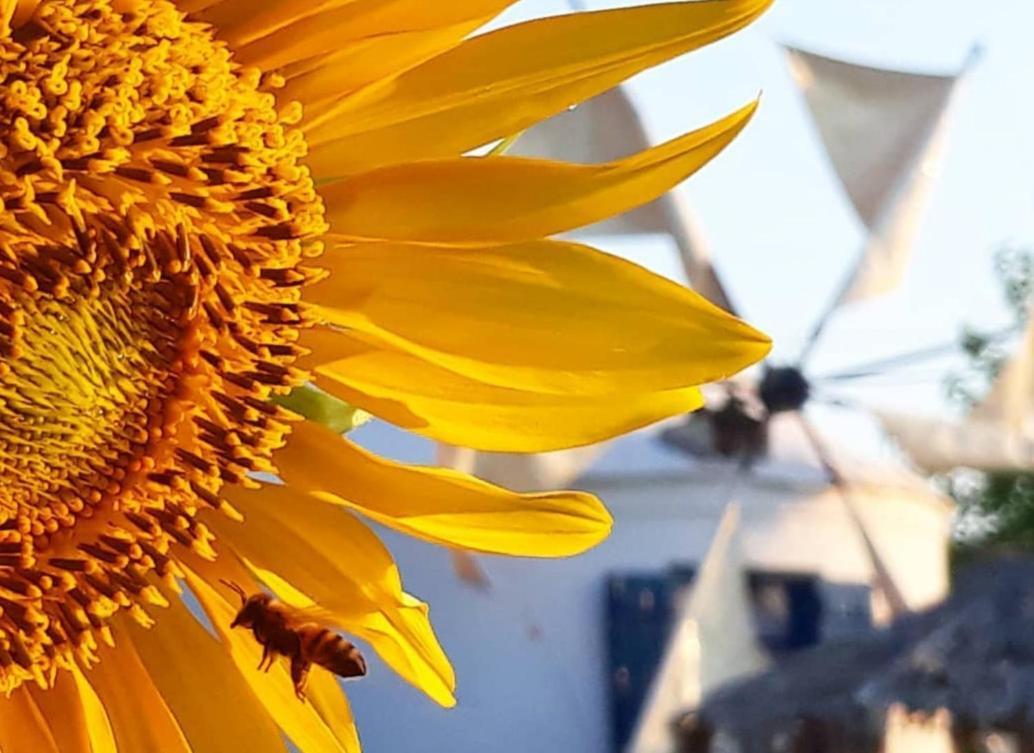 Anemomilos Studios Gerani  Bagian luar foto